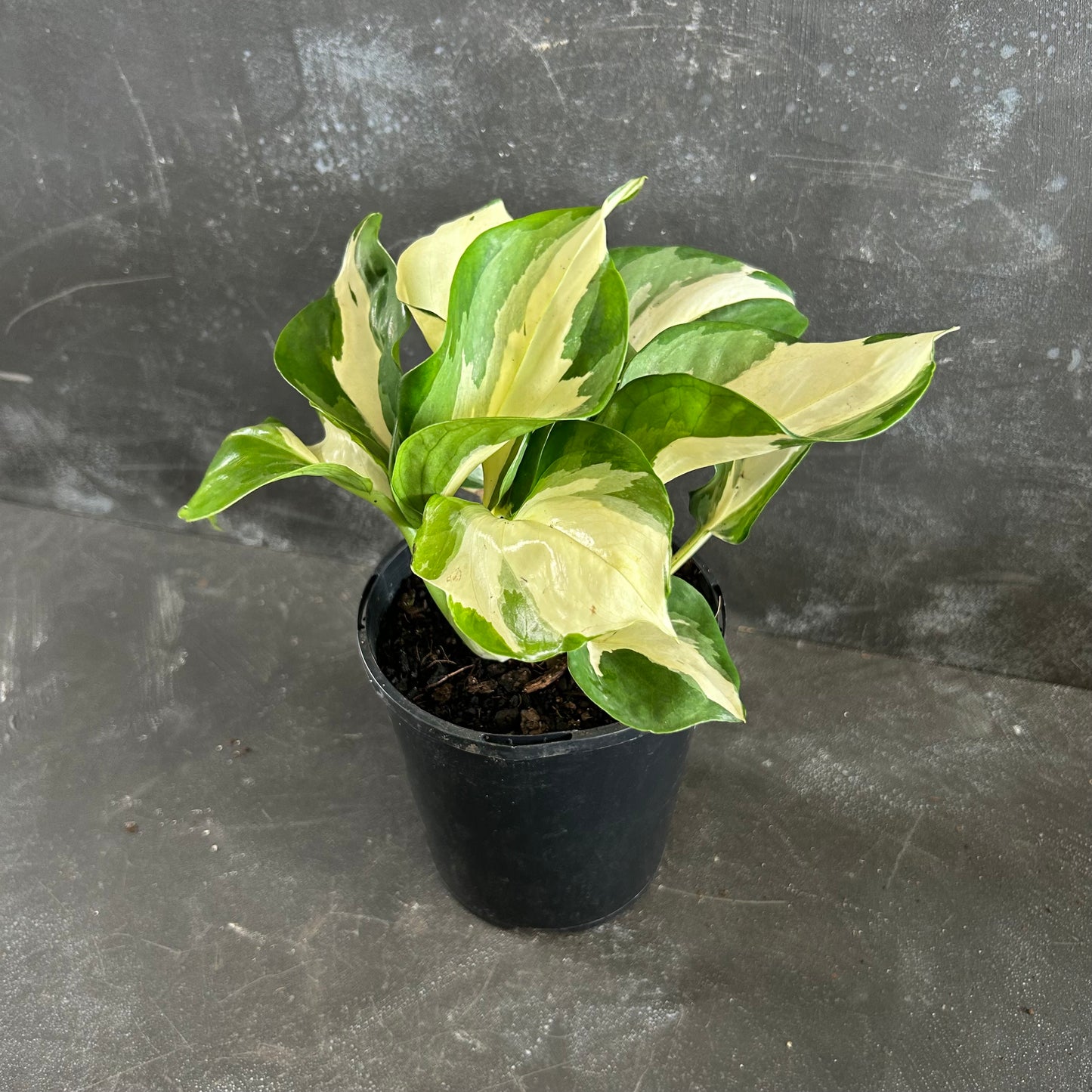 Manjula Pothos 125mm