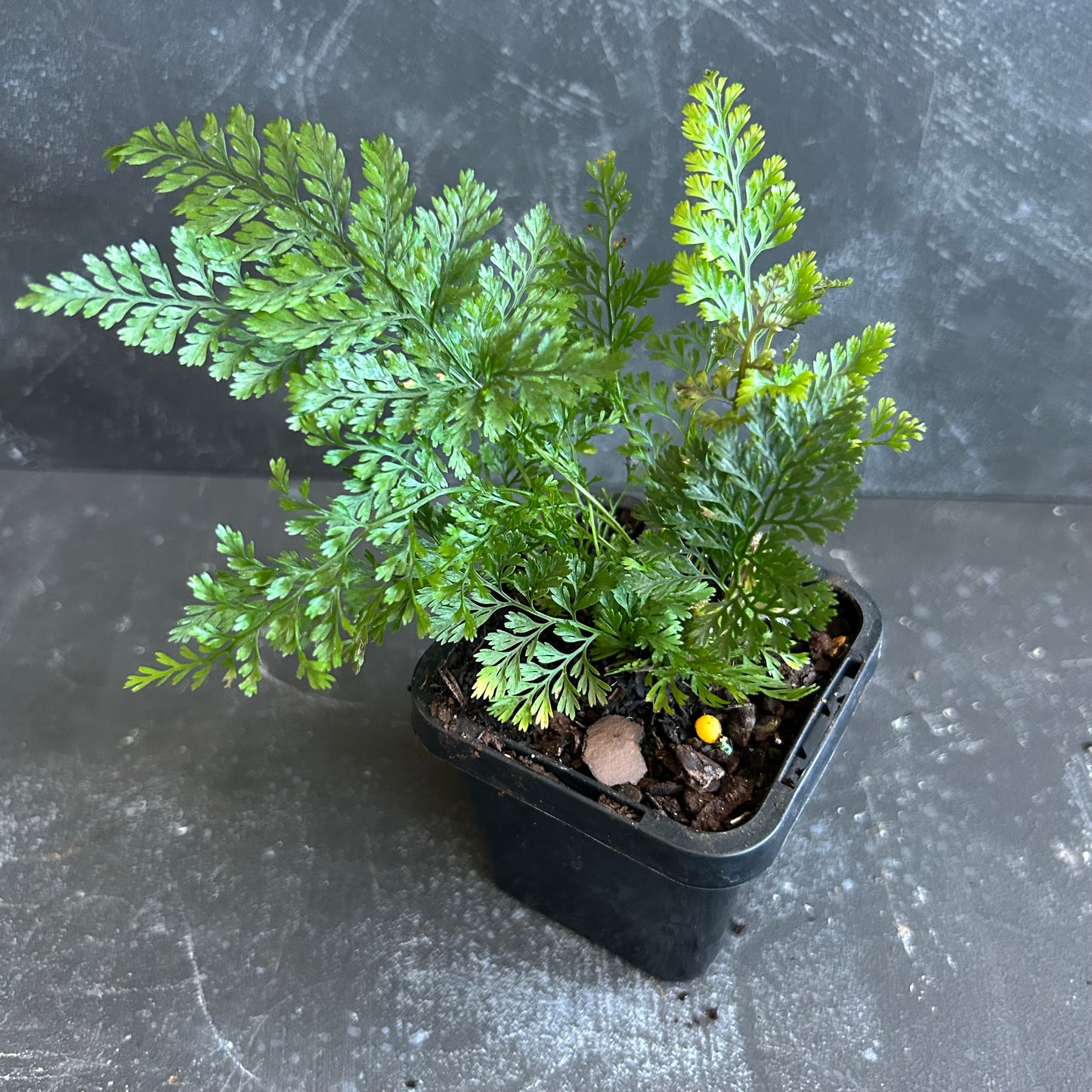 Rabbit's Foot Fern 70mm