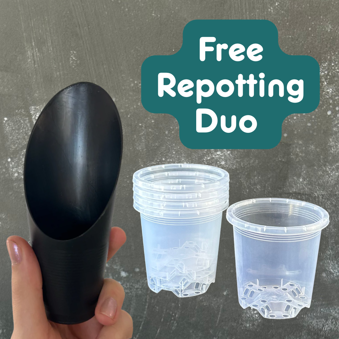 Free Repotting Duo