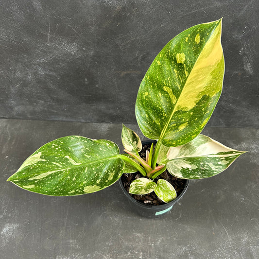 Philodendron Congo Nuclear 125mm