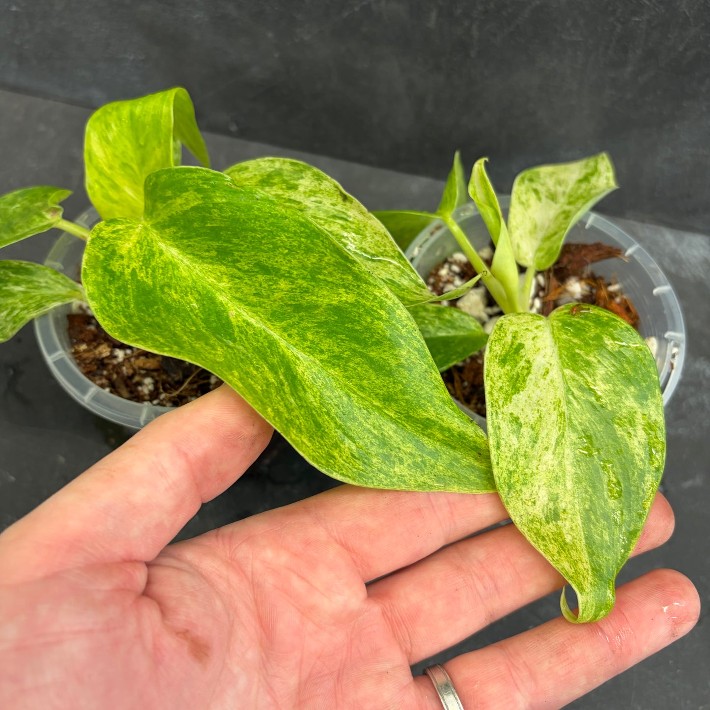 Philodendron Giganteum Blizzard 90mm