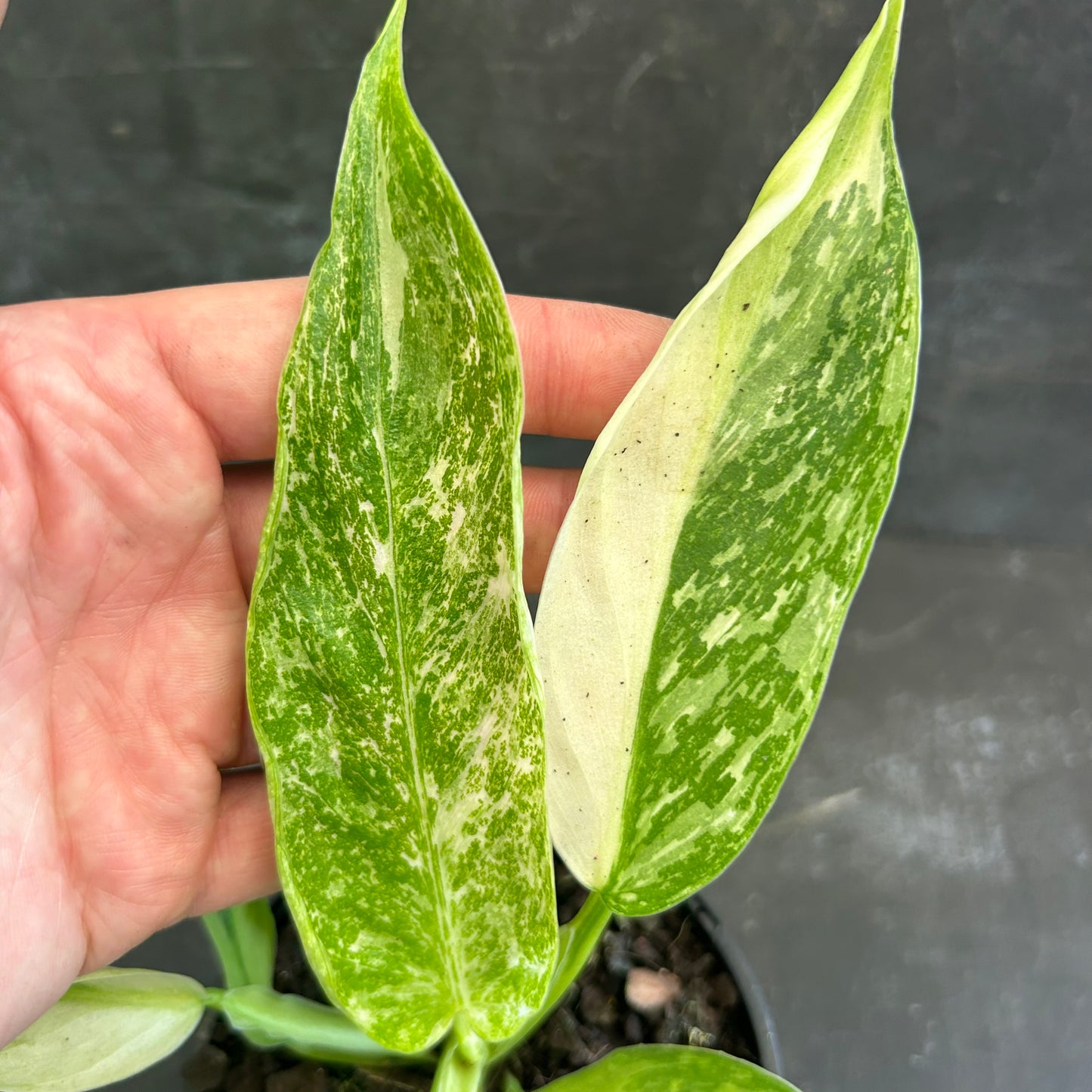 Philodendron Jose Buono 125mm SECRET SALE!