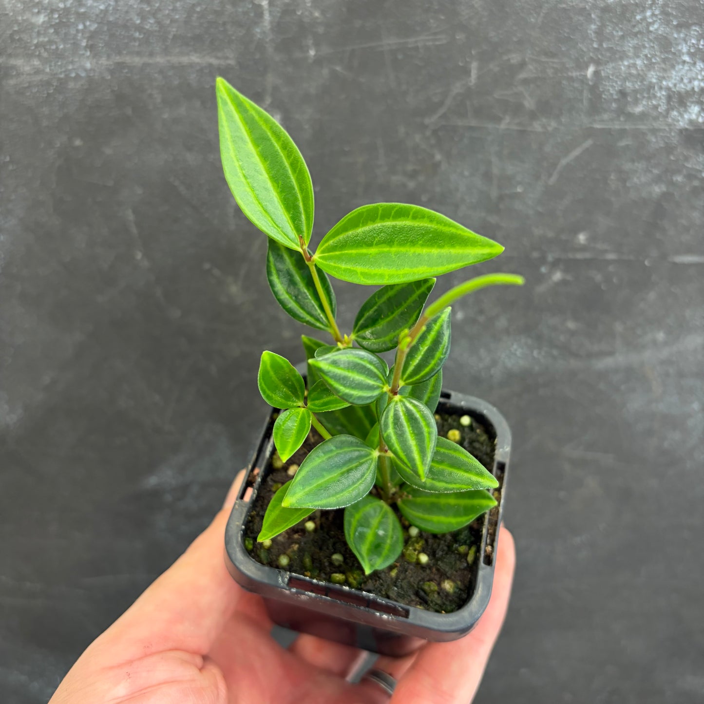 Peperomia Puteolata Diamond 70mm