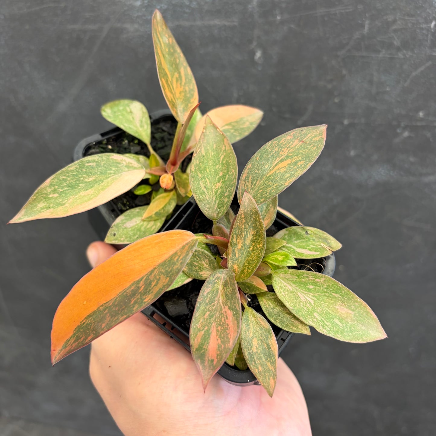 Philodendron Orange Princess 70mm