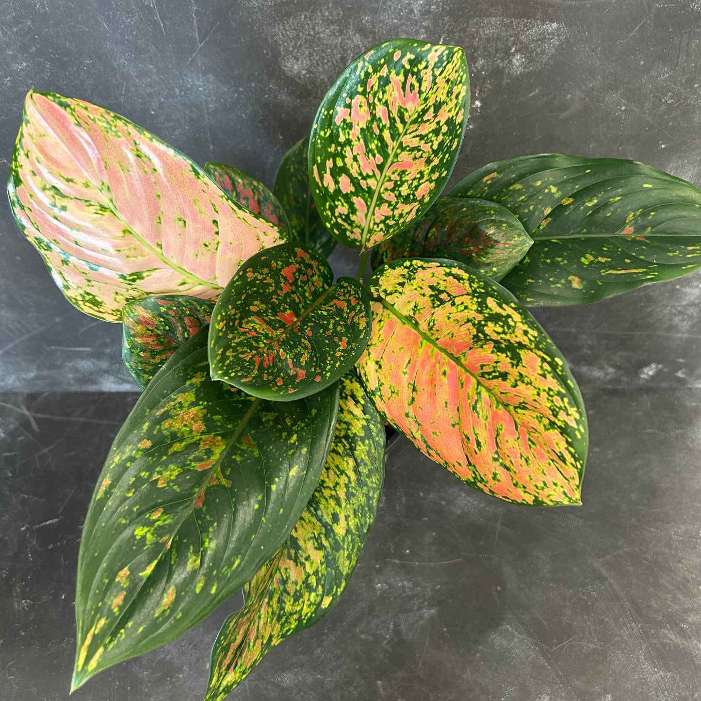 Aglaonema Venus 180mm
