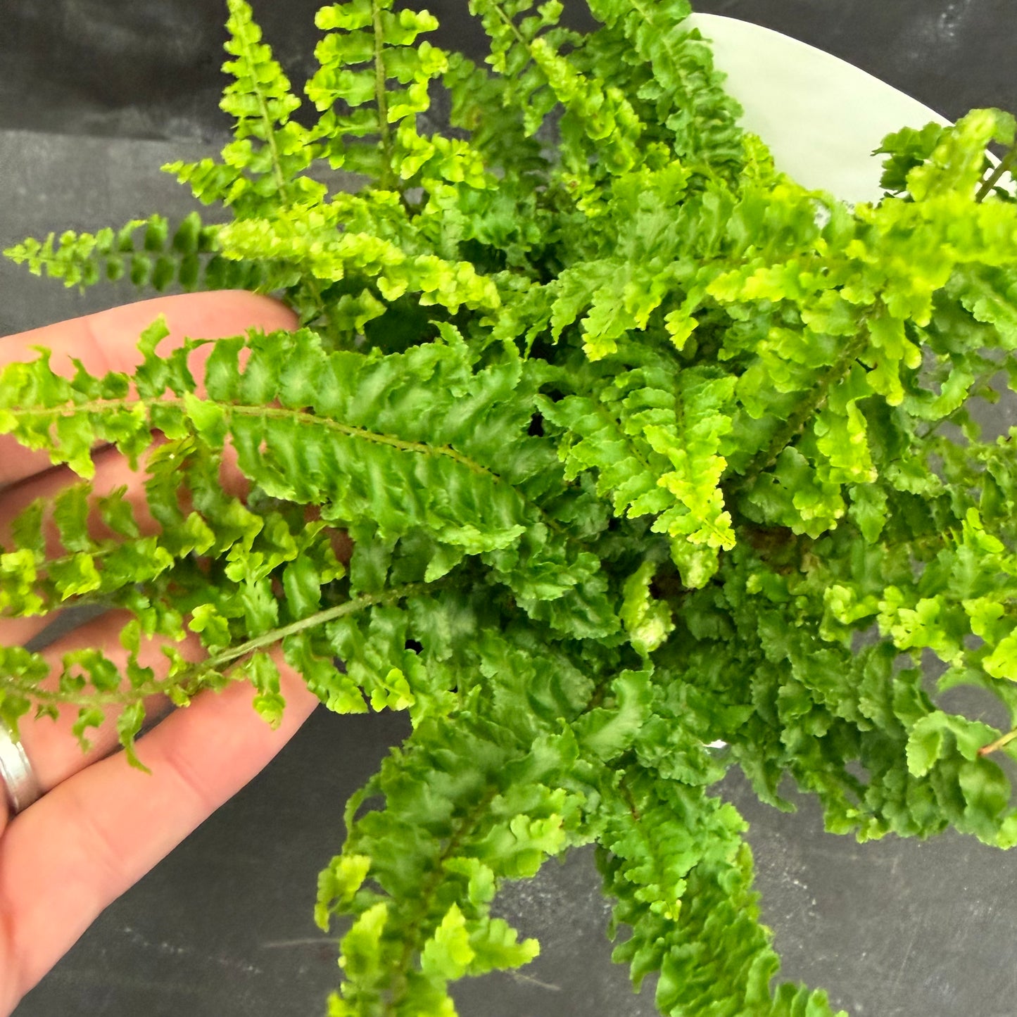 Nephrolepis exaltata Fluffy Ruffles 105 mm