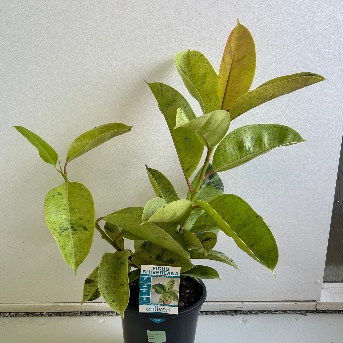 Ficus Shivereana 180mm SECRET SALE (Pickup only)