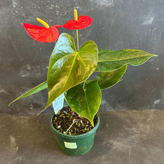 Anthurium Flamingo Flower 140mm