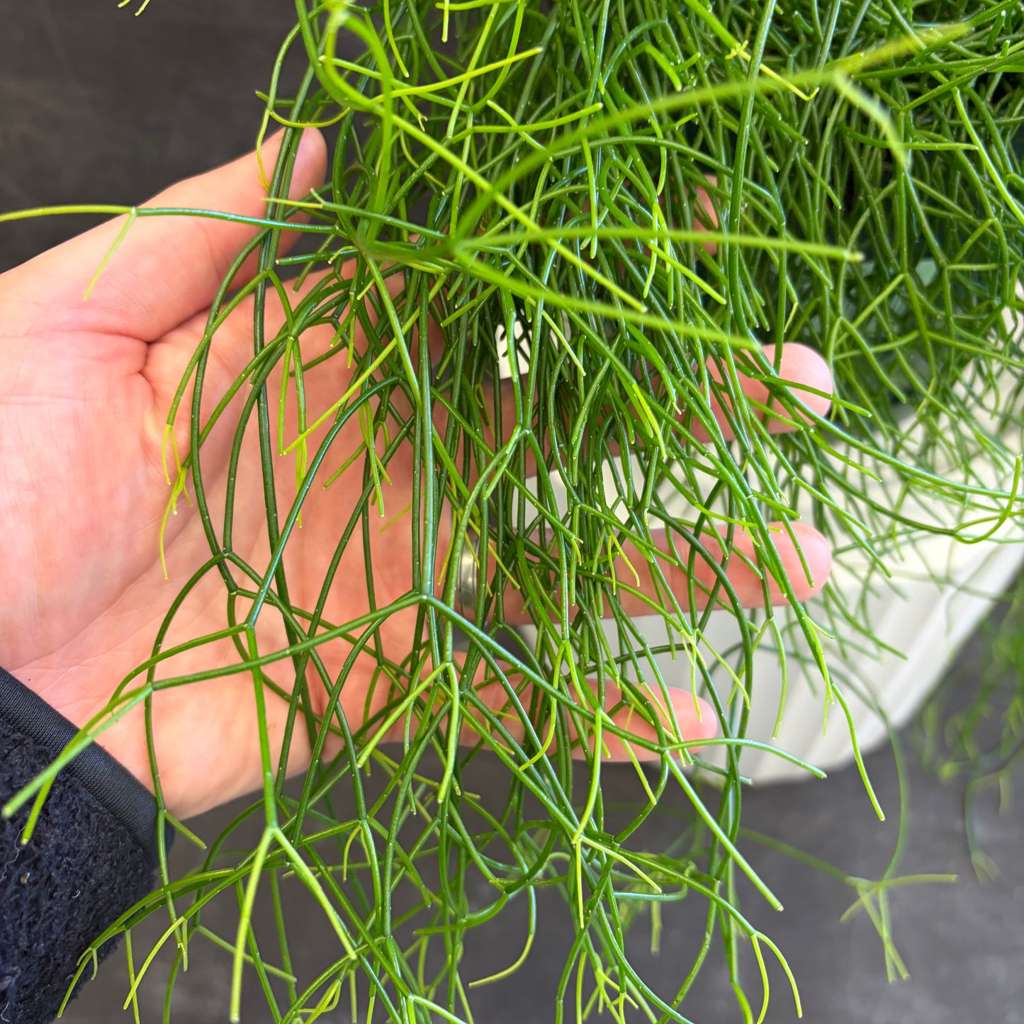 Rhipsalis Campos-Portoana 175mm