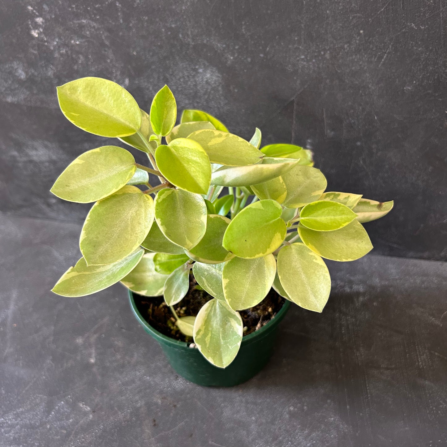 Peperomia Pixie Variegata 140mm