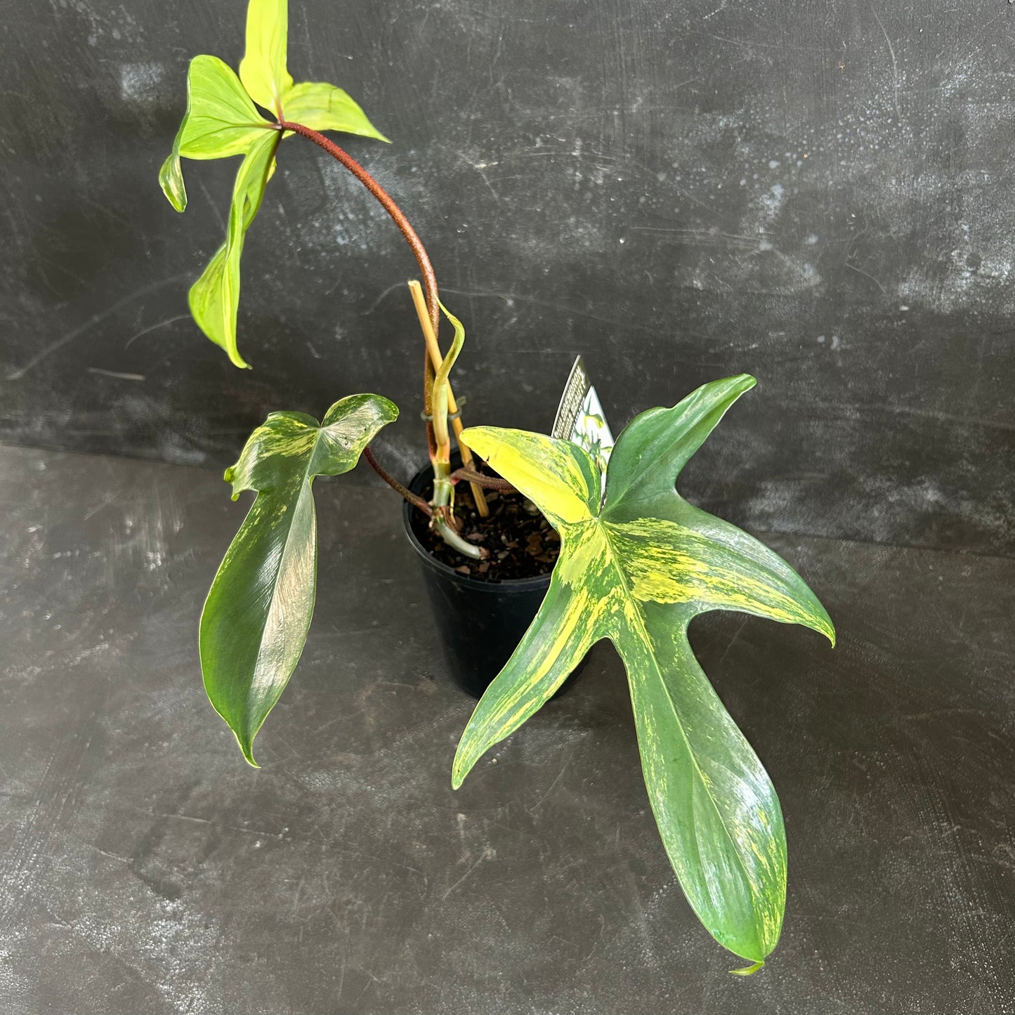 Philodendron Florida Beauty 125mm