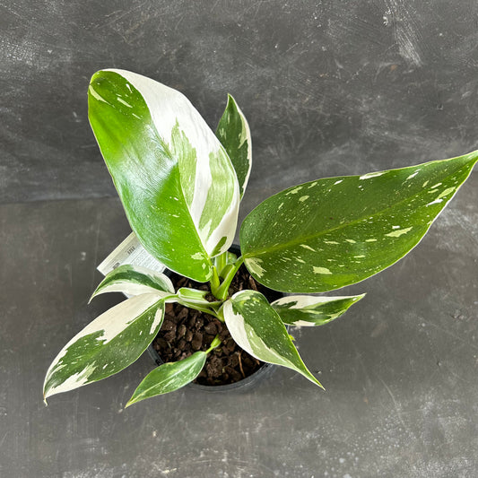 Philodendron White Wizard 125mm