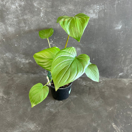 Homalomena Maggie 130mm