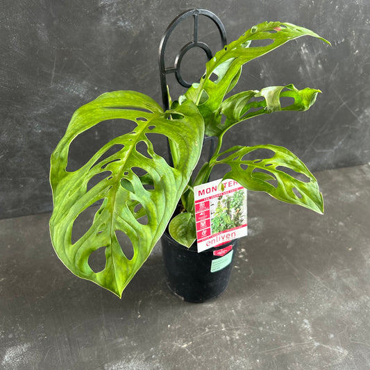 Monstera Epipremnoides 125mm