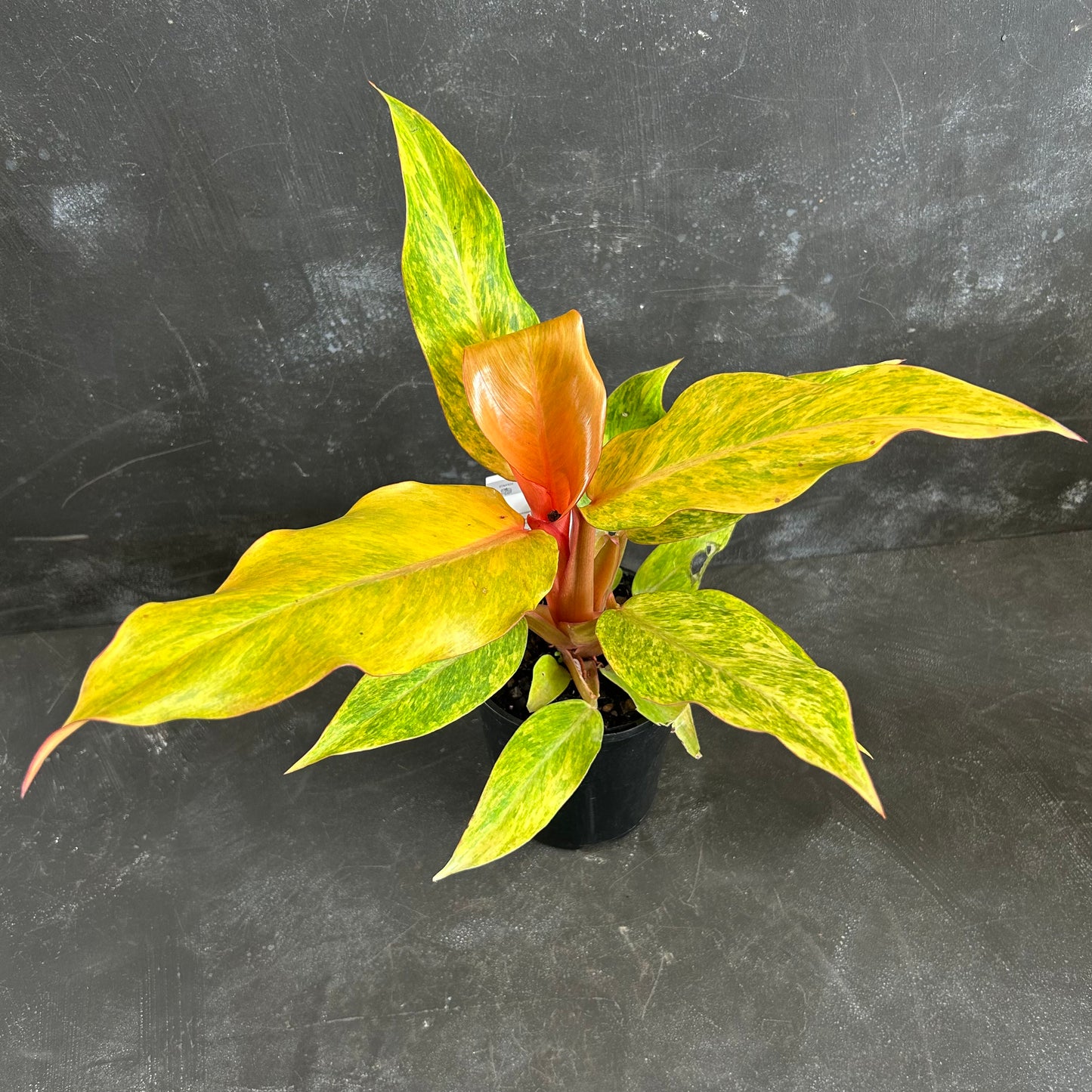 Philodendron Orange Marmalade 125mm