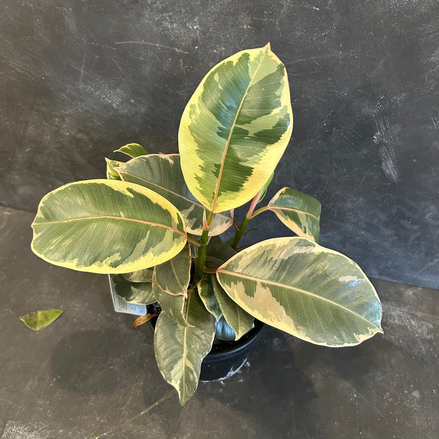 Ficus Elastica Tineke 130mm