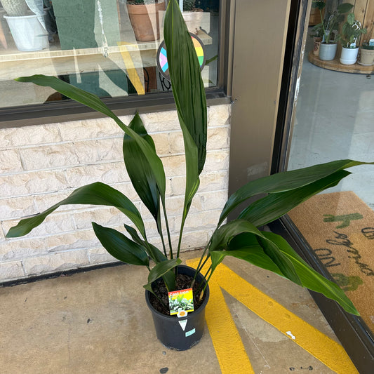 Aspidistra 'Cast Iron Plant' 200mm