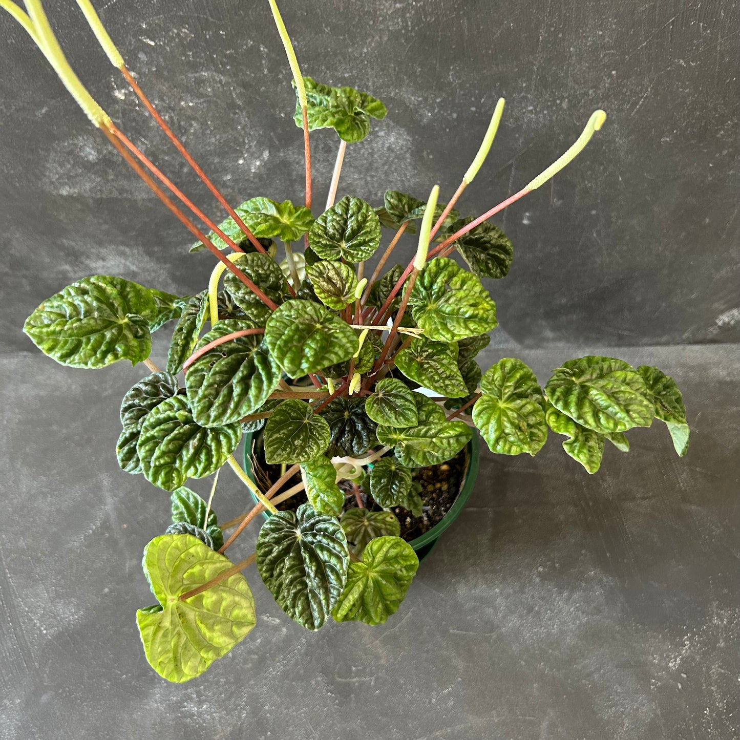 Peperomia Caperata Emerald Ripple 140mm