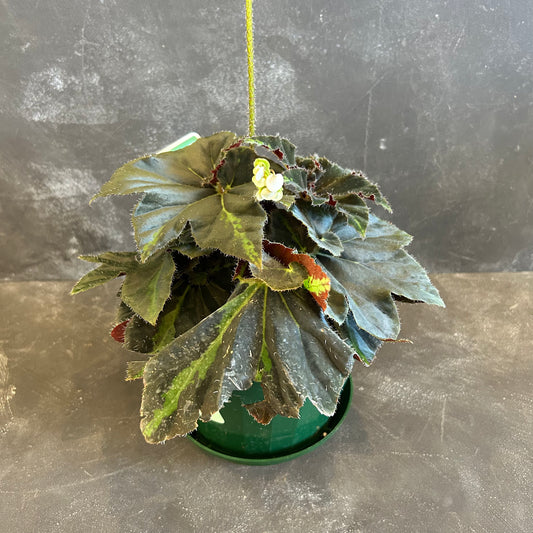 Begonia Lightning Strike 175mm