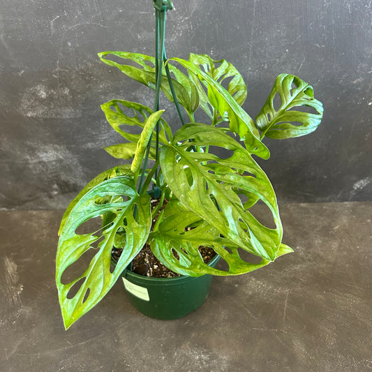 Monstera Lechleriana 140mm