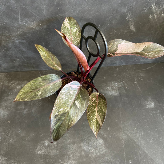 Philodendron Pink Princess 130mm