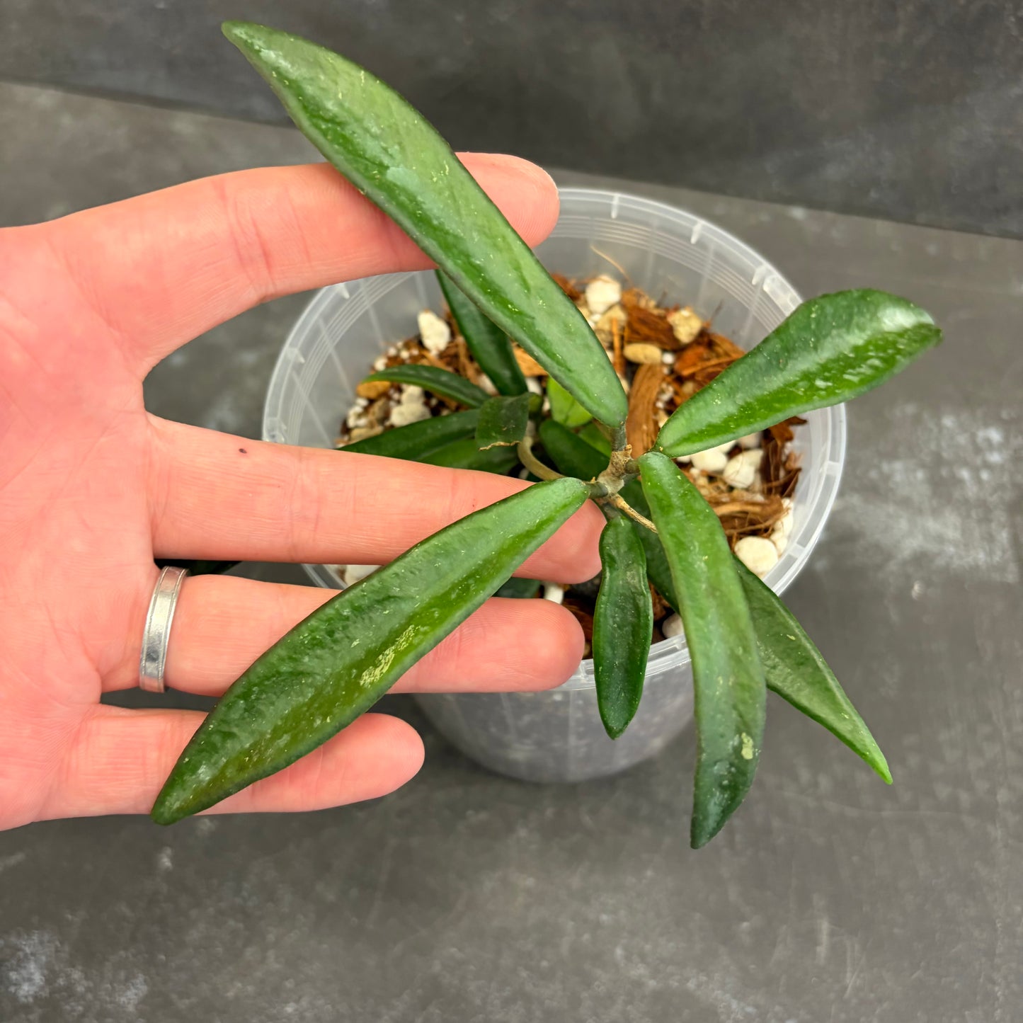 Hoya Minibelle 125mm