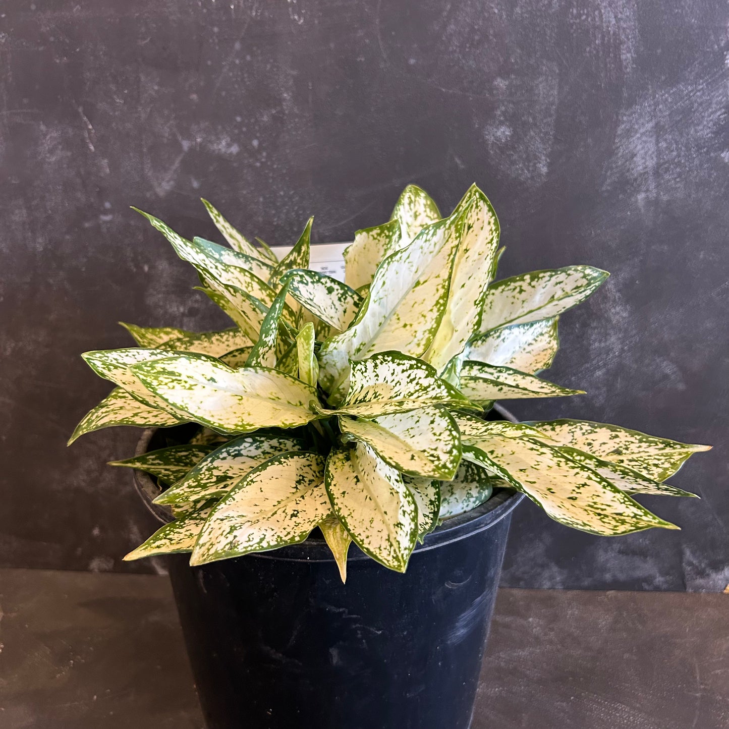 Aglaonema Thai Snowflake 200mm