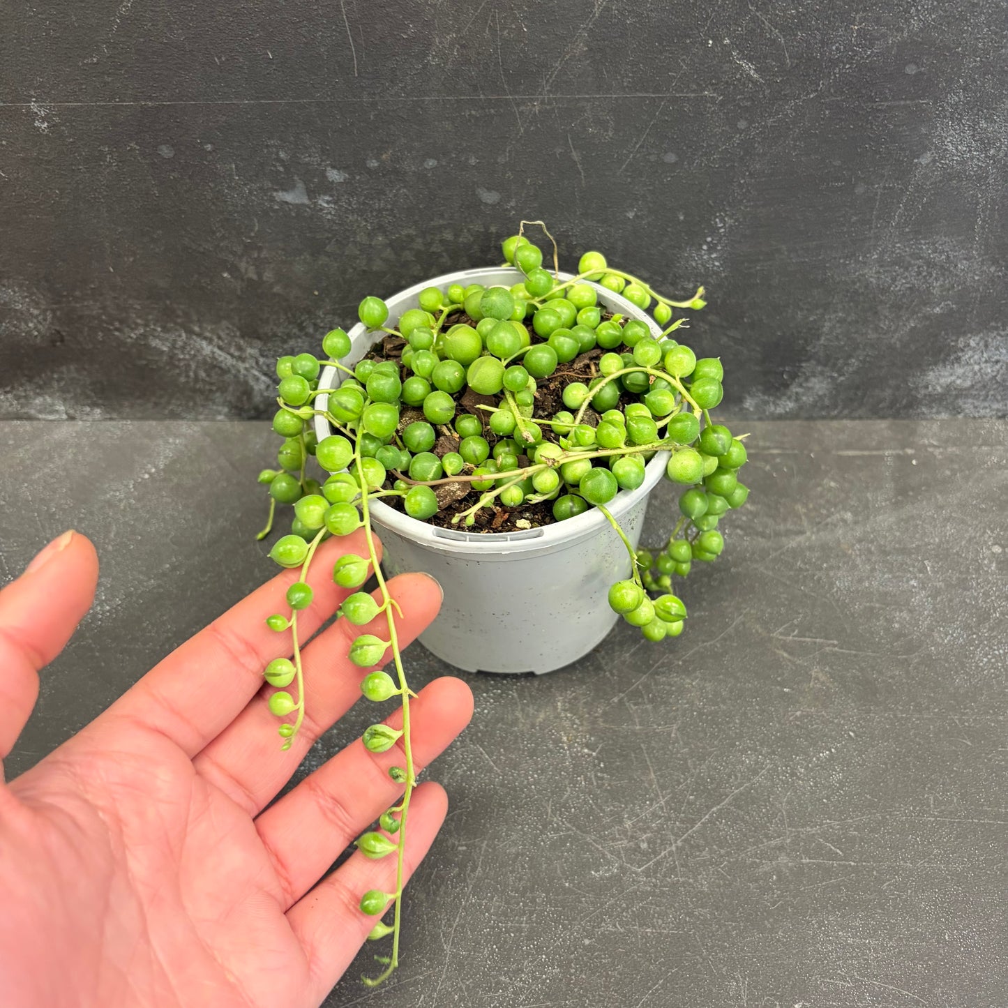 String of Pearls 105mm