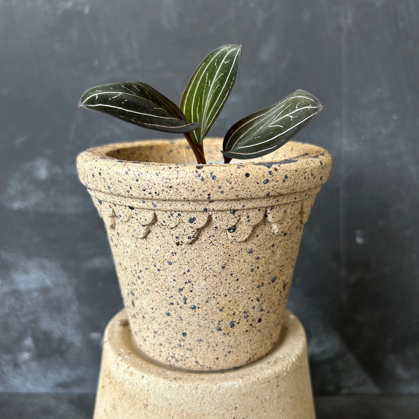 Castle Pot by Nipots 11cm