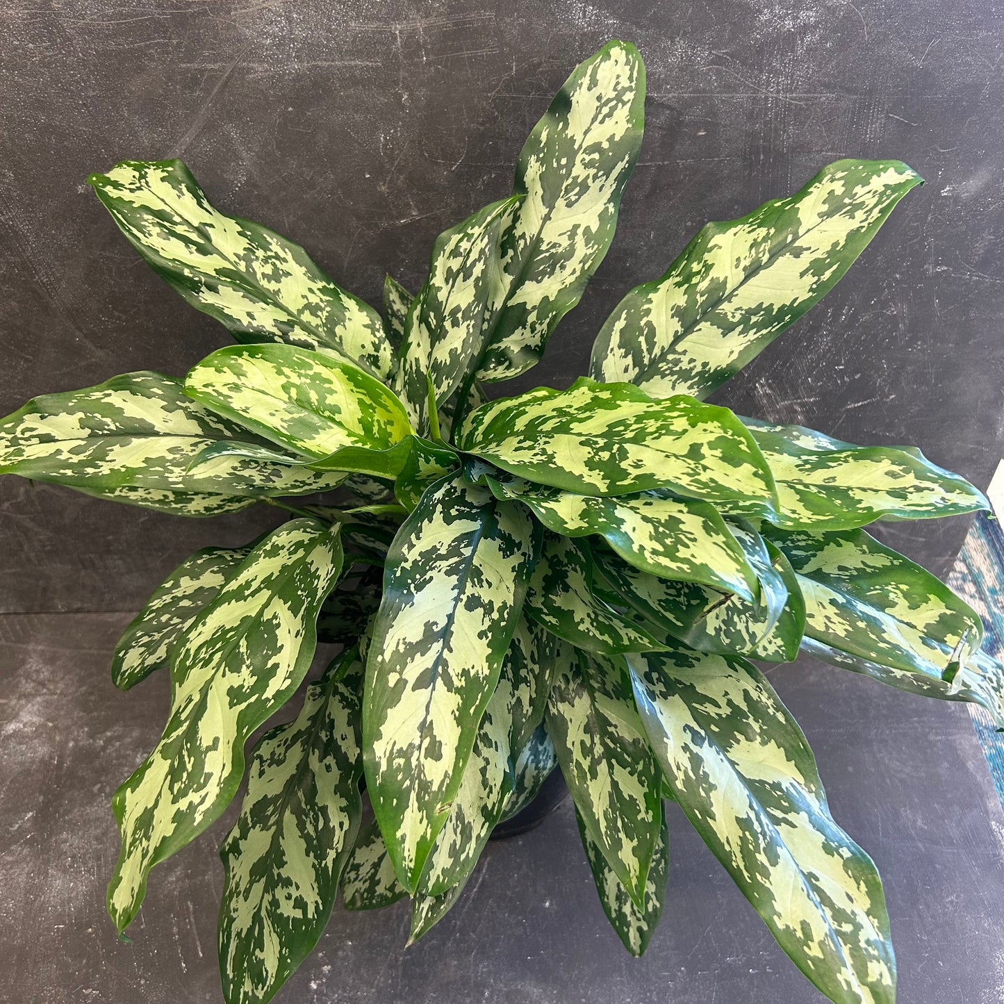 Aglaonema Emerald Beauty 200mm