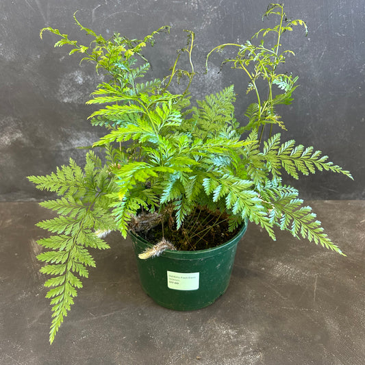 Rabbits Foot Fern 140mm