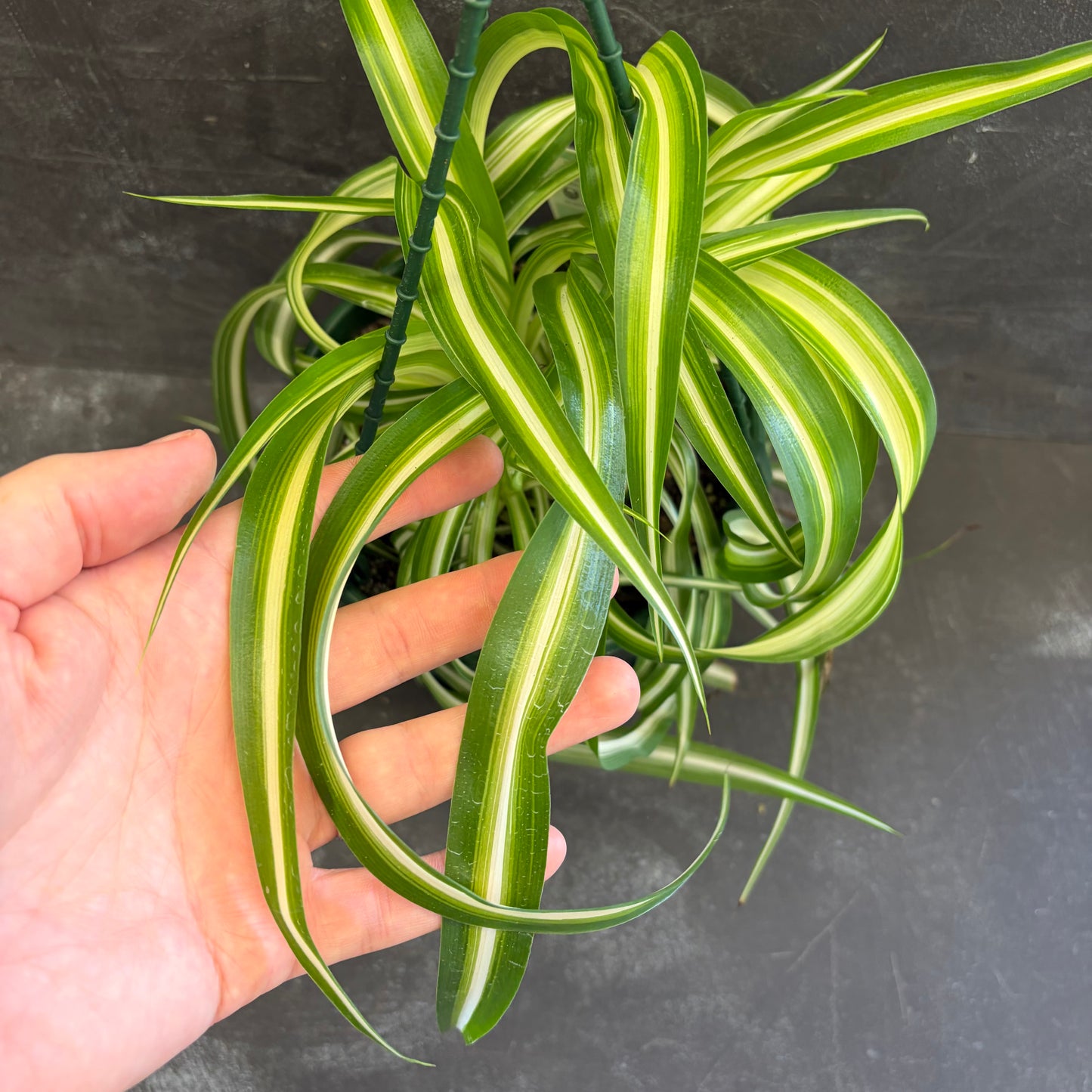 Chlorophytum Curly Bonnie Spider Plant 175mm