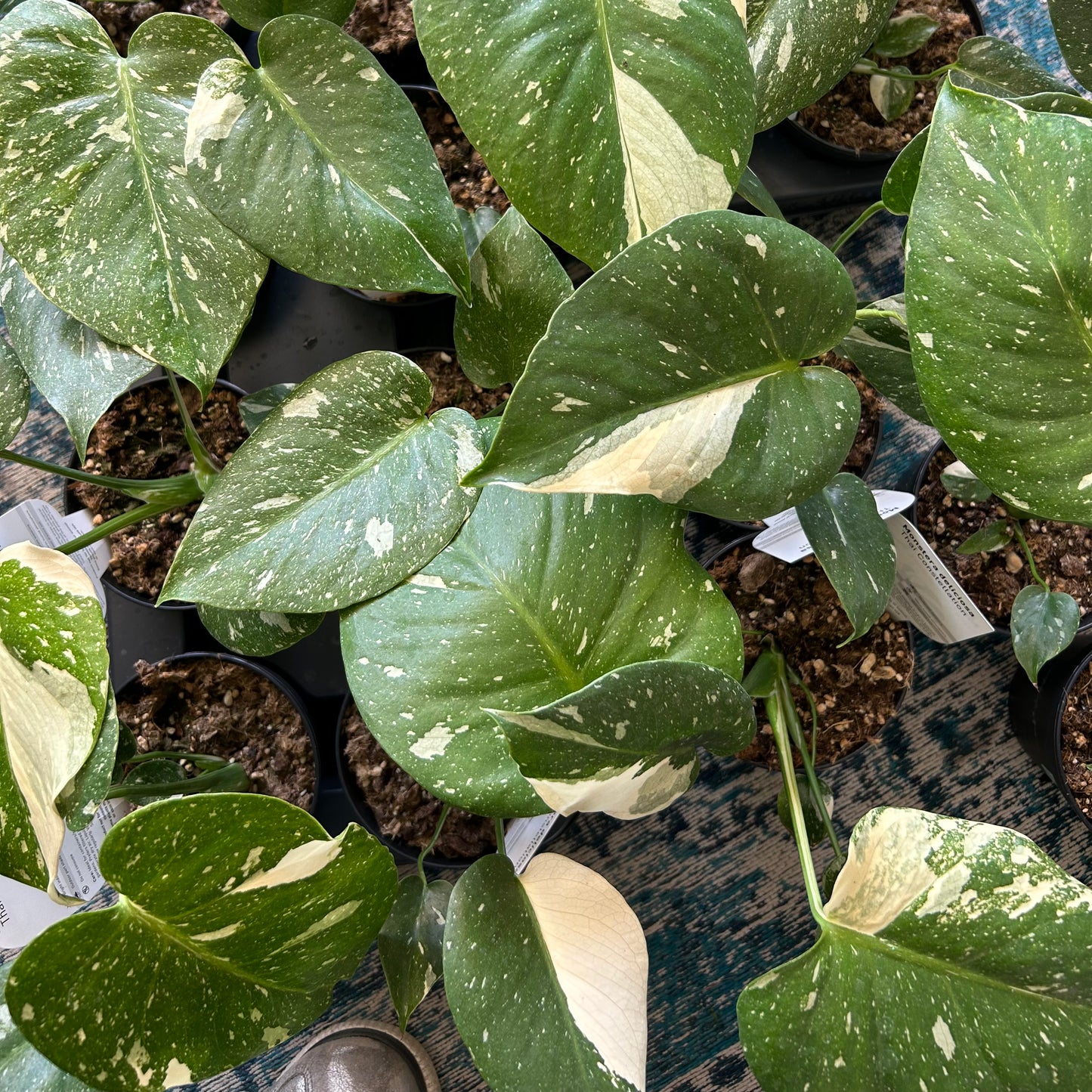 Monstera Thai Constellation 120mm