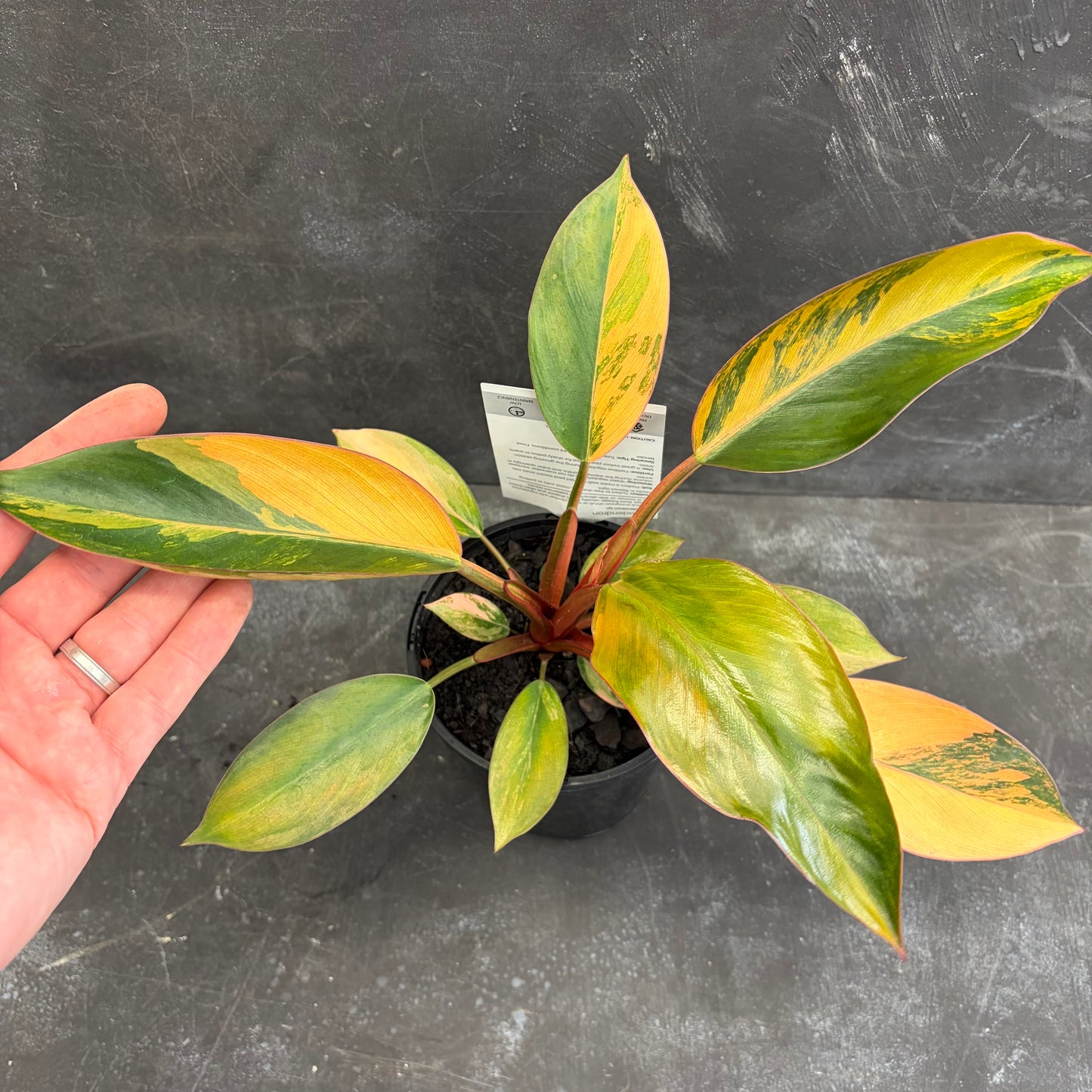 Philodendron Rojo Congo Variegated 125mm
