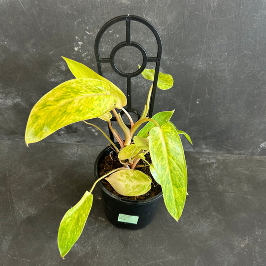 Philodendron Painted Lady 130mm
