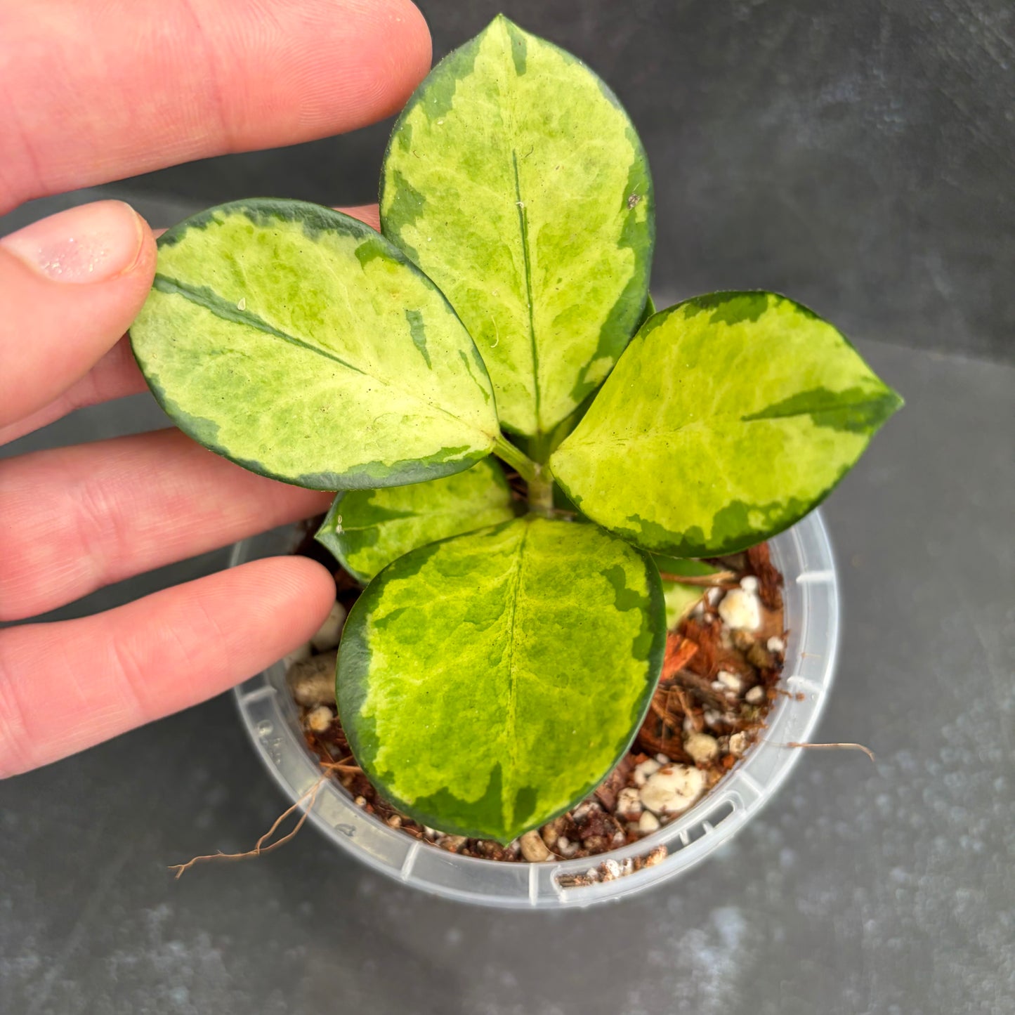Hoya Australis Lisa Tricolour 90mm