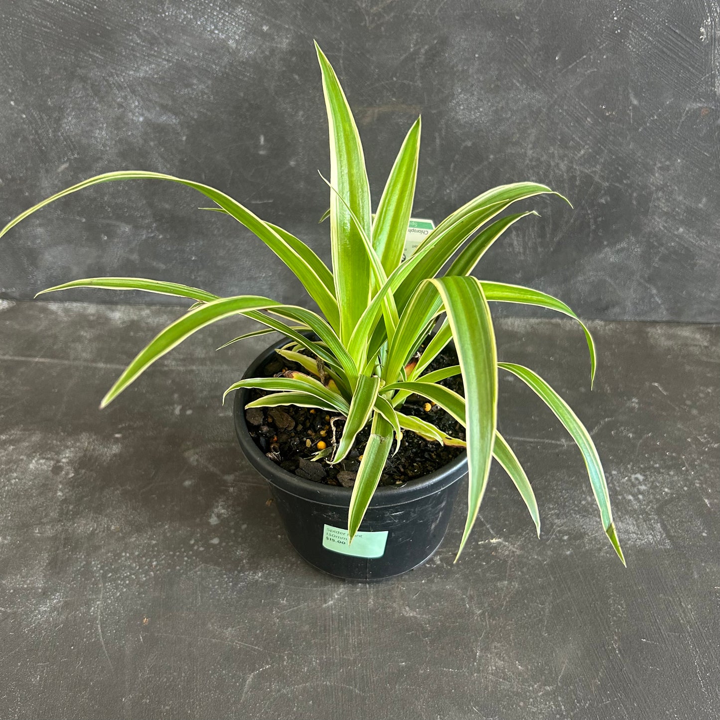 Spider Plant 130mm