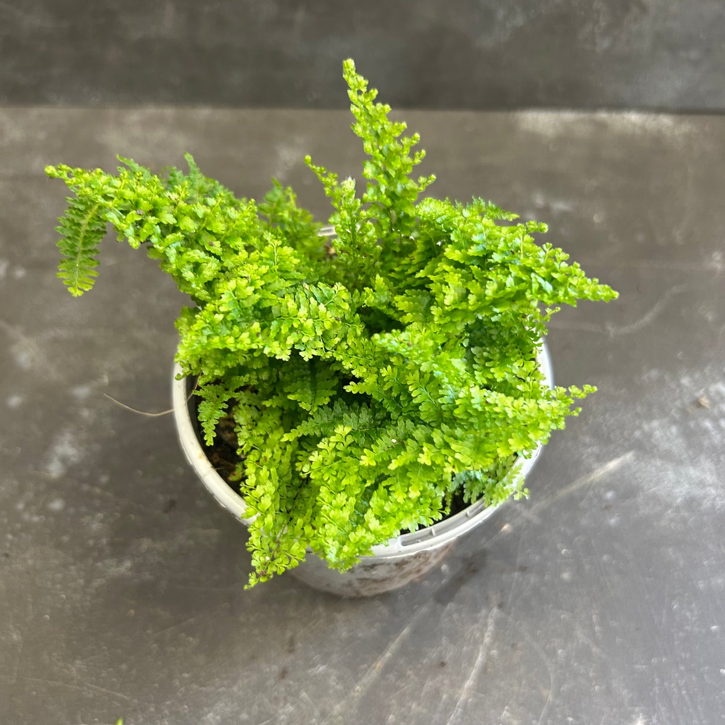 Cotton Candy Fern 105mm
