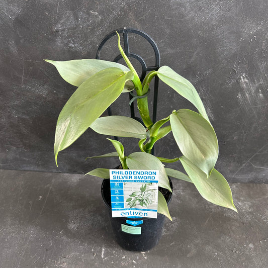 Philodendron Silver Sword 125mm