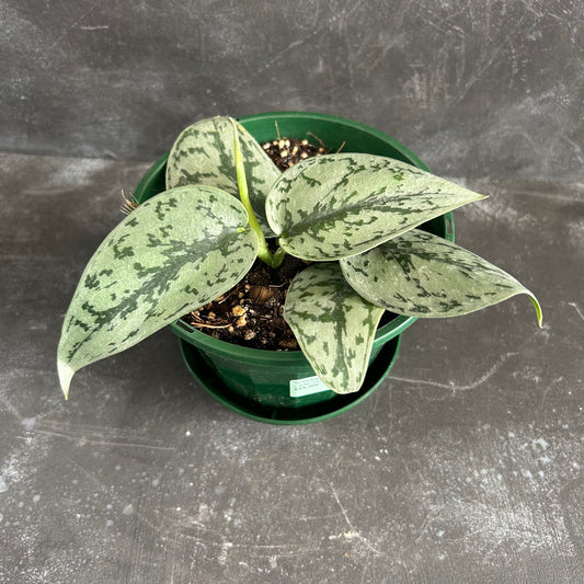 Scindapsus Pictus Silver Lady 140mm