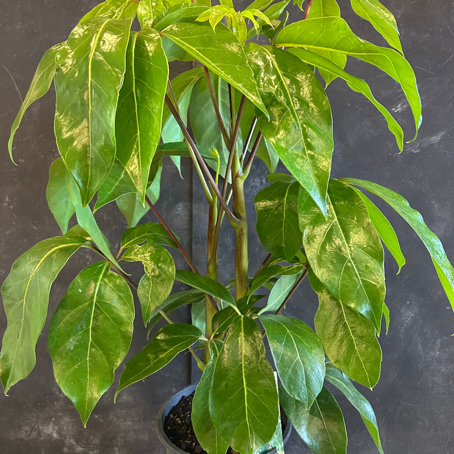 Schefflera Amate Umbrella Tree 200mm