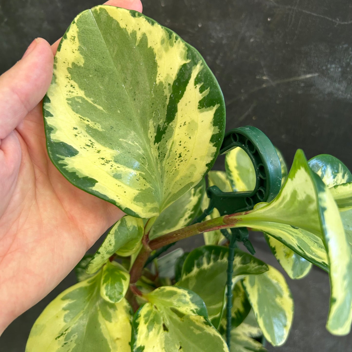 Peperomia Golden Gate 170mm