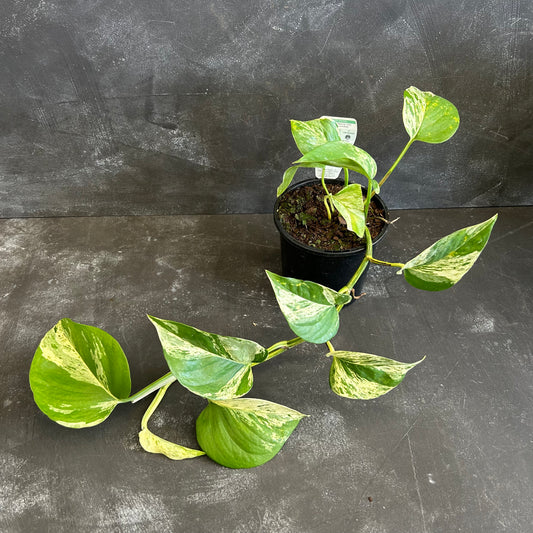Marble Queen Pothos 130mm