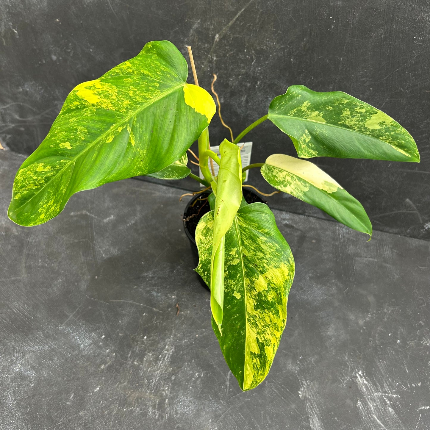 Philodendron Domesticum Variegata 125mm