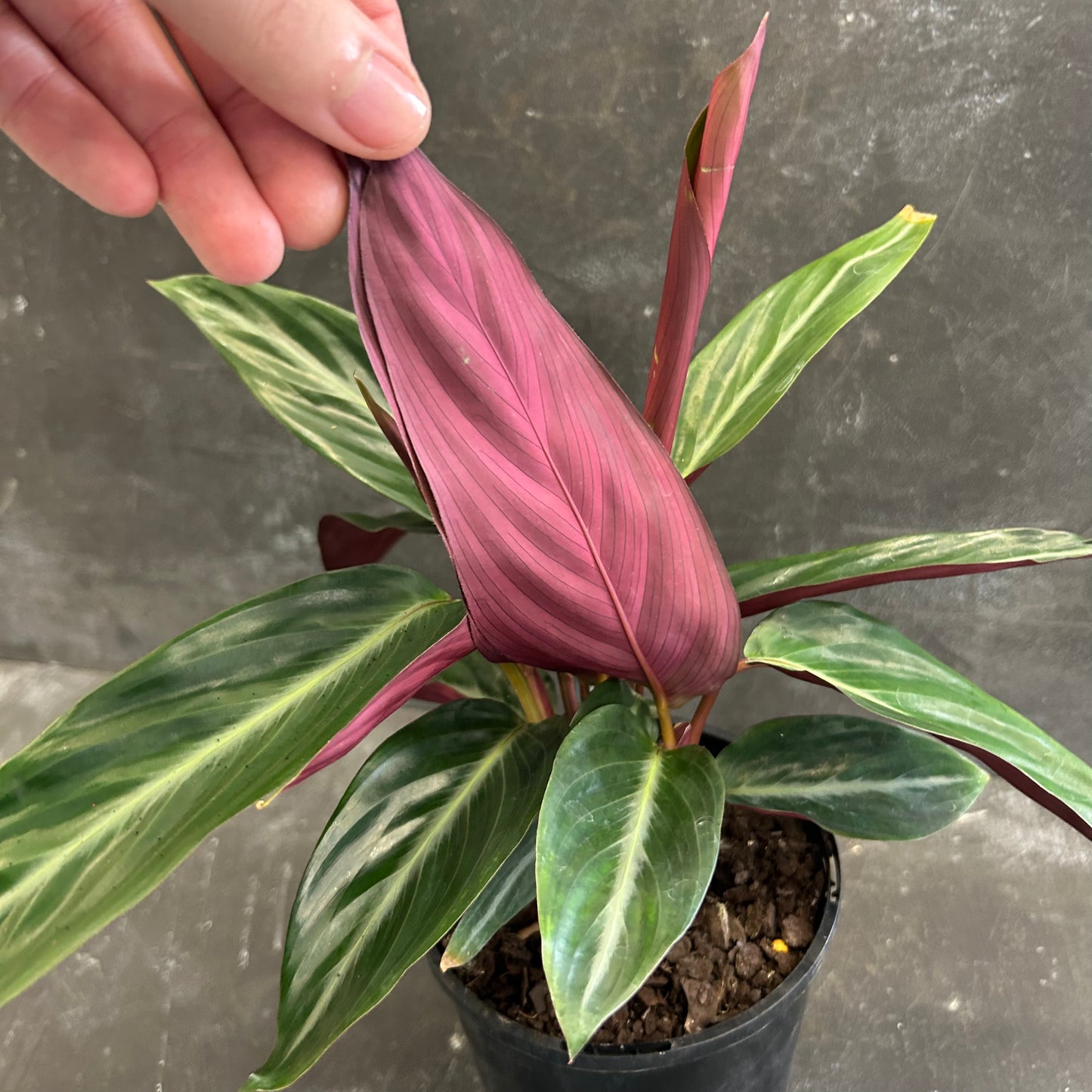 Stromanthe Sanguinea 125mm