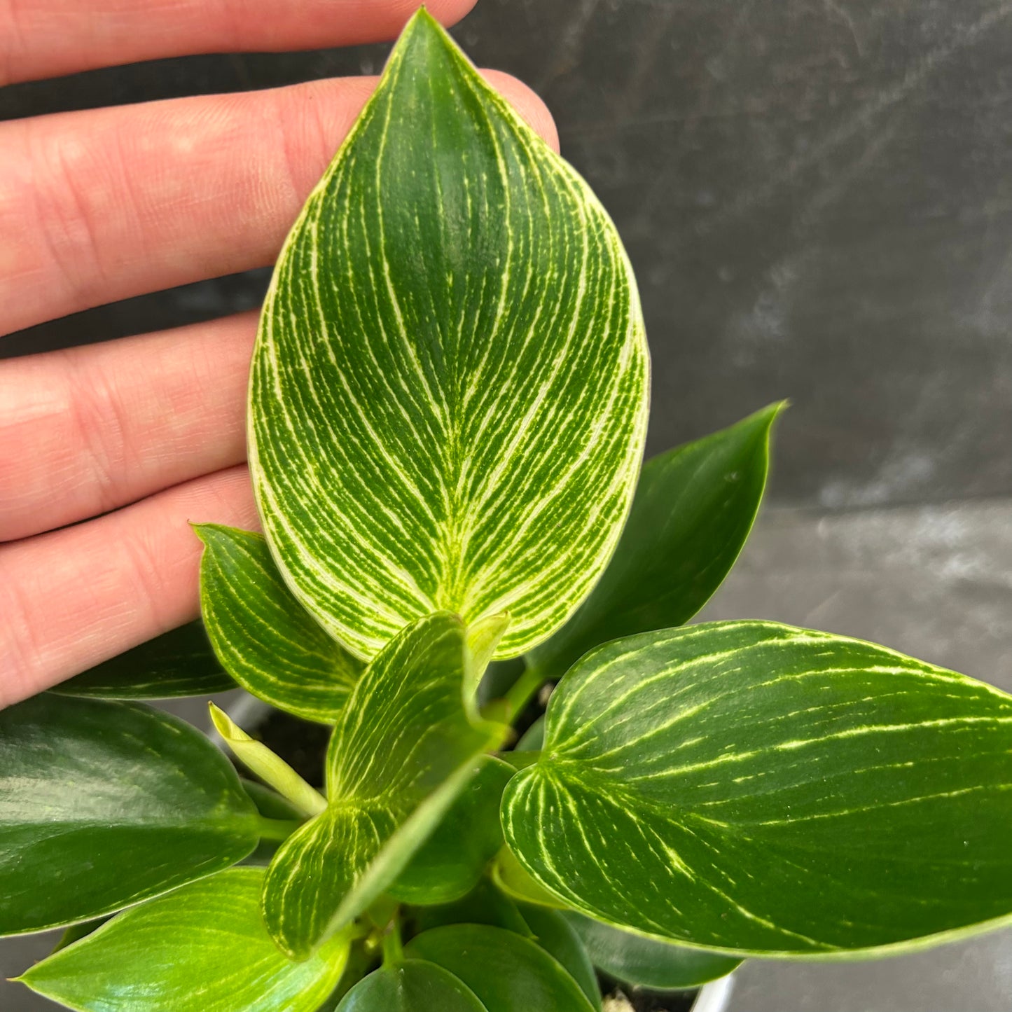 Philodendron Birkin 105mm
