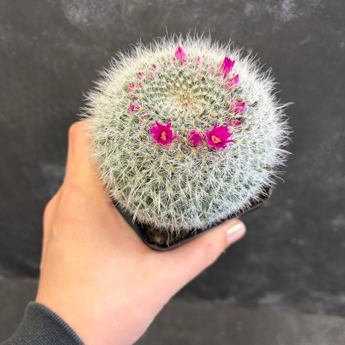 Mammillaria Hahniana 100mm