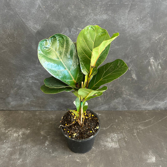 Fiddle Leaf Fig Bambino 130mm