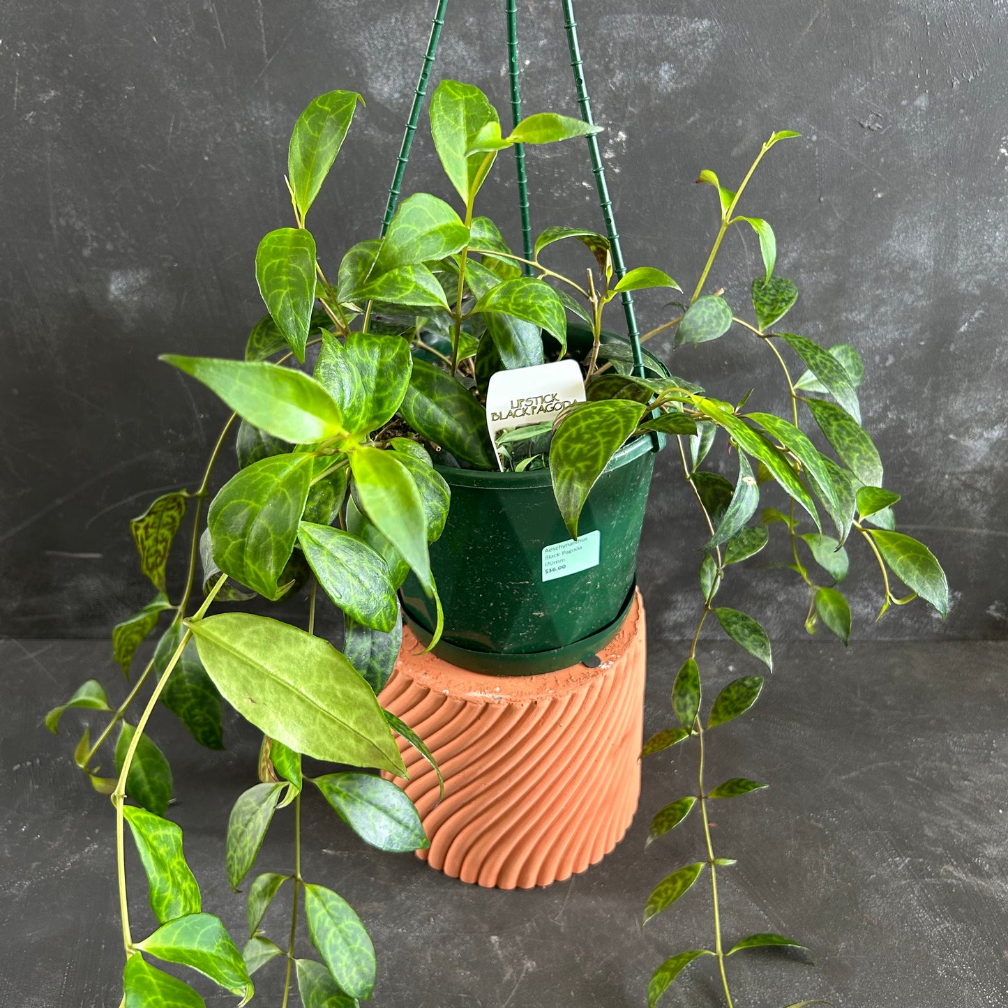 Aeschynanthus Black Pagoda 170mm