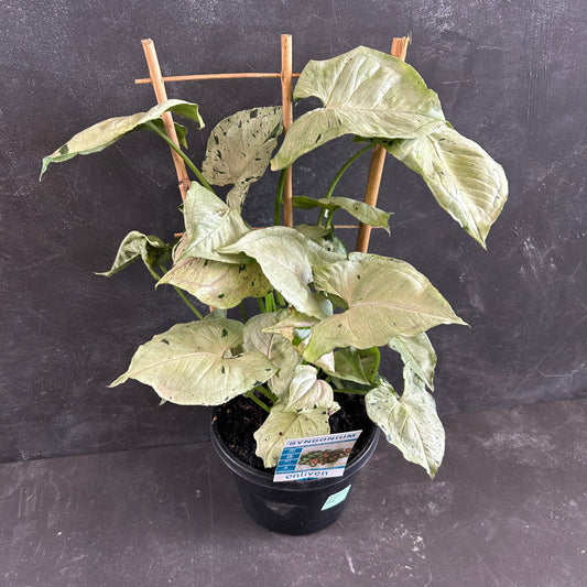 Syngonium Green Spot 180mm